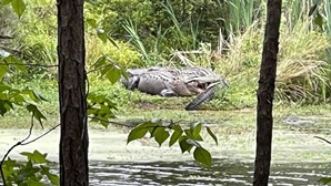 Um morto em ataque de crocodilo gigante nos EUA