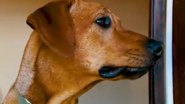 ‘Encantador de Cães” ajuda a controlar agressividade de Atlas
