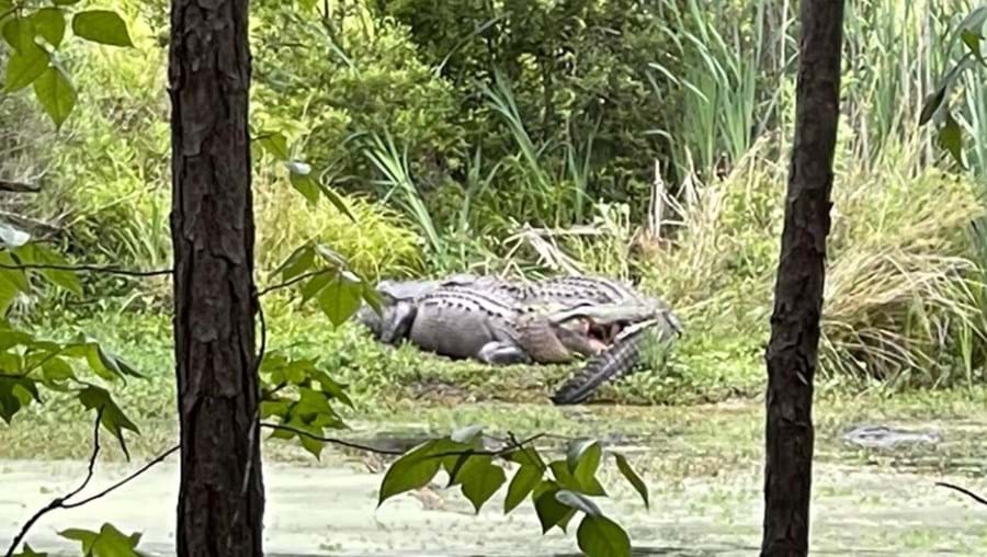 Crocodilo em lago na Carolina do Sul