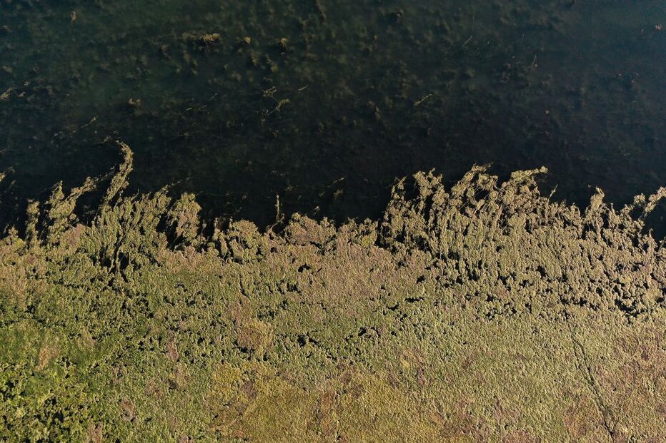 algas, marinhas, xxx