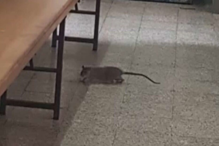 Baratas e ratazanas: Posto da GNR sem condições mínimas de higiene