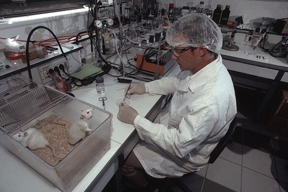 Cientistas revertem envelhecimento em ratos