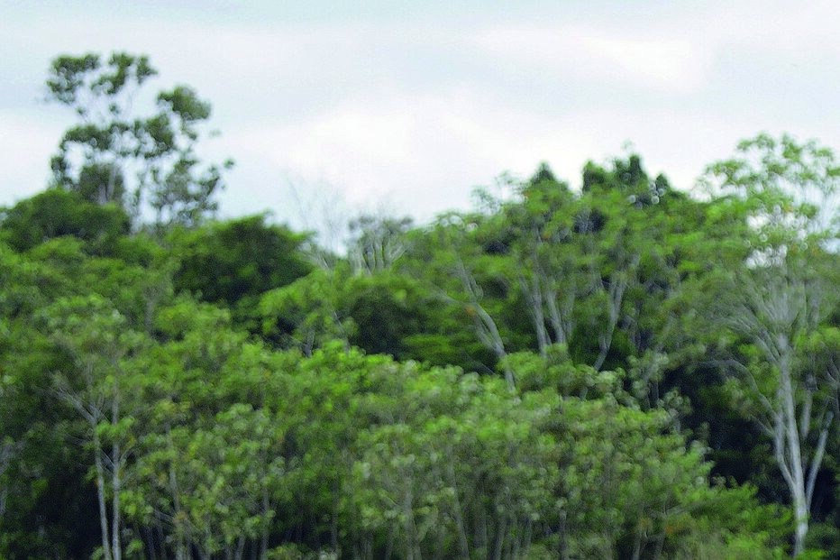 buscas, amazónia, jornalista