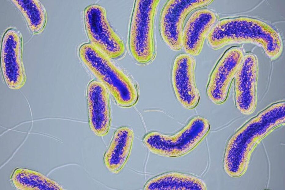 Bactéria Vibrio Cholerae