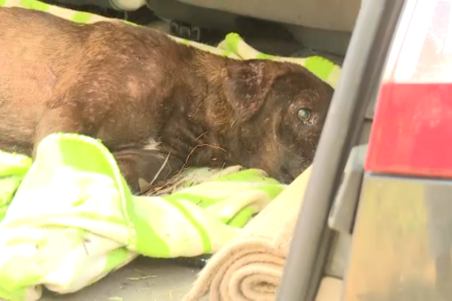 Maus-tratos a animais ficam sem castigo