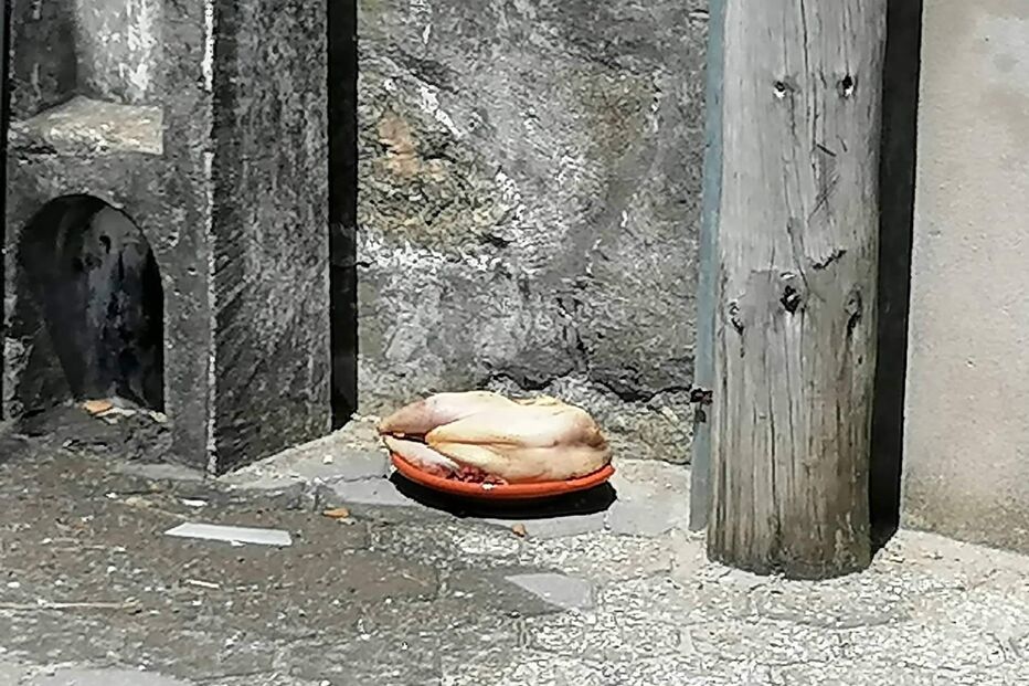 Frango junto ao portão de cemitério assusta população de Serzedo, em Vila Nova de Gaia