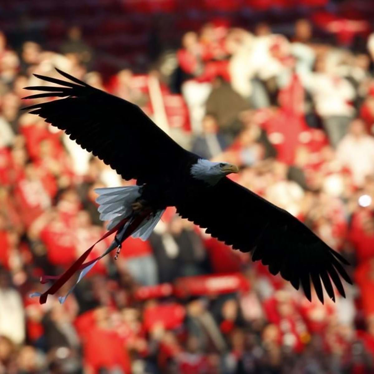 PETA pede 'reforma' para águia do Benfica: «Para quem gosta de