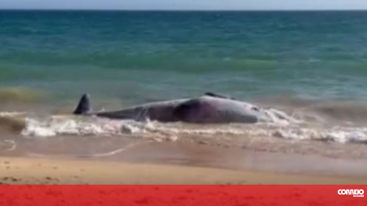 A whale washed ashore in Albufeira has run aground again on a beach in Silves.