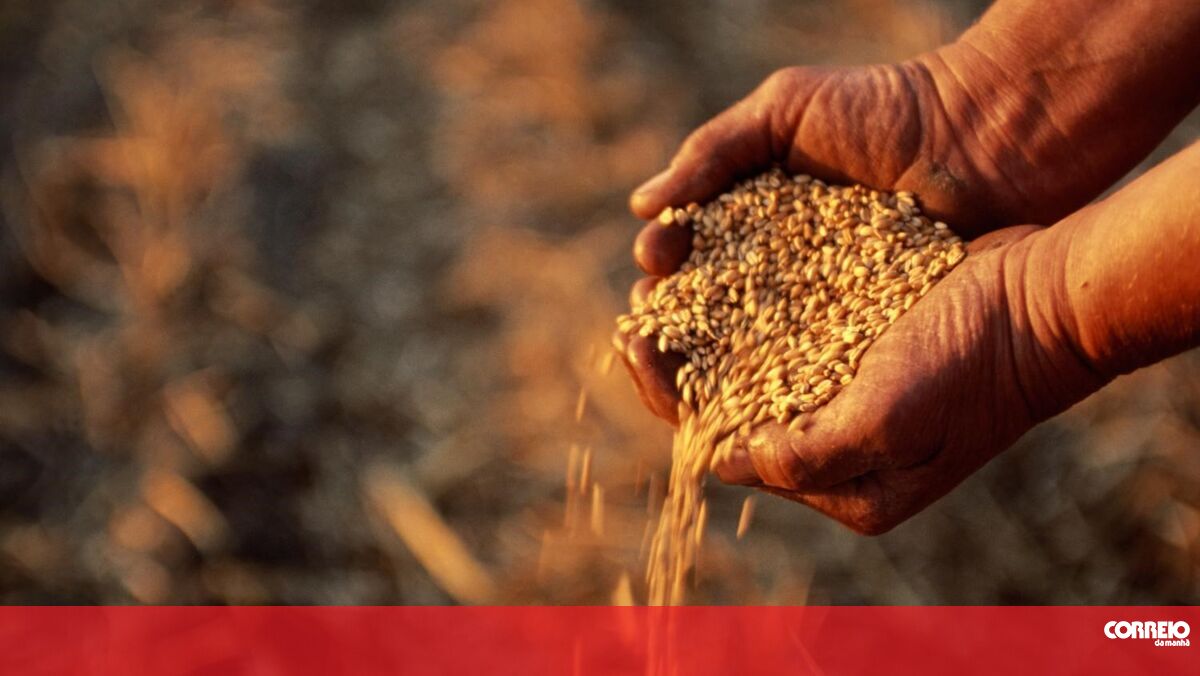 Azorean farmers will receive support to buy maize and sorghum seeds worth up to 2.7 million euros.
