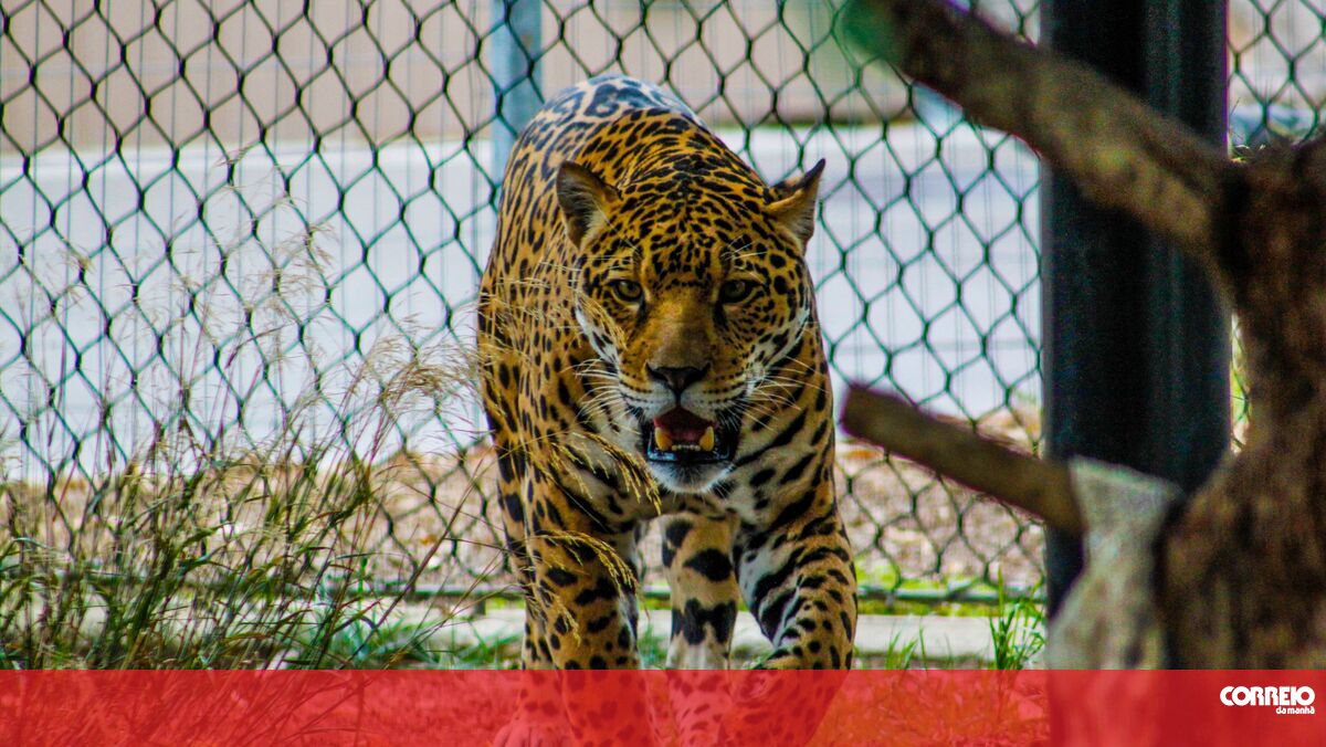 14 year old attacked while taking a selfie with a jaguar