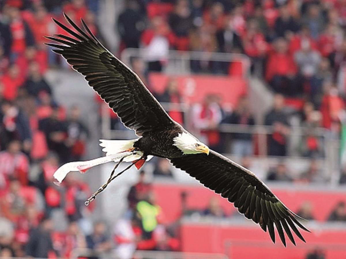 PETA pede 'reforma' para águia do Benfica: «Para quem gosta de