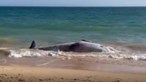 Baleia morta dá à costa na Praia dos Salgados, em Albufeira