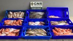 GNR apreende 92 quilos de pescado e artes de pesca proibidas na ilha Terceira
