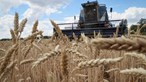 Ucrânia perdeu 15% da sua capacidade de armazenamento de cereais com a guerra, diz relatório 