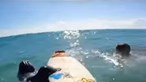 Manatim ‘rouba’ prancha de surf