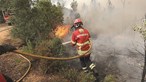 Governo disponibiliza 500 mil euros para apoiar alimentação animal nas zonas afetadas pelos incêndios