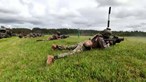 Fuzileiros em exercício na Lituânia para treinar "cenário de passagem da paz para a guerra"