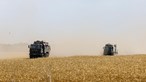 Governo destaca 'metas exigentes' para auto-aprovisionamento de cereais 