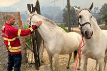 Resgatados cavalos das chamas em Palmela	