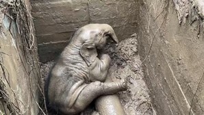 O resgate dramático com final feliz de um elefante bebé e da mãe