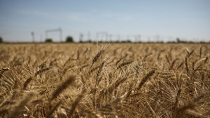 Rússia colheu 949 milhões de euros em trigo ucraniano este ano 