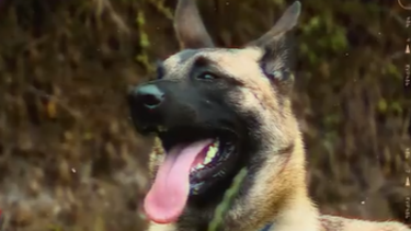 Veja os resultados dos treinos de Noa, a cadela hiperativa e antissocial