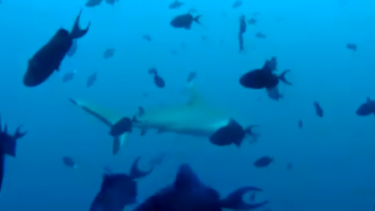Conferência dos Oceanos: Ativistas de todo o mundo reúnem-se em prol da sustentabilidade do planeta