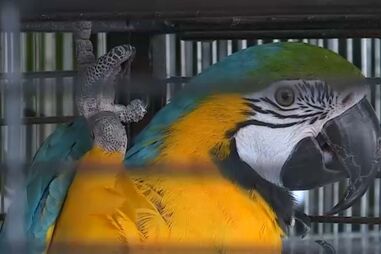 Assaltantes roubam animais exóticos avaliados em 50 mil euros