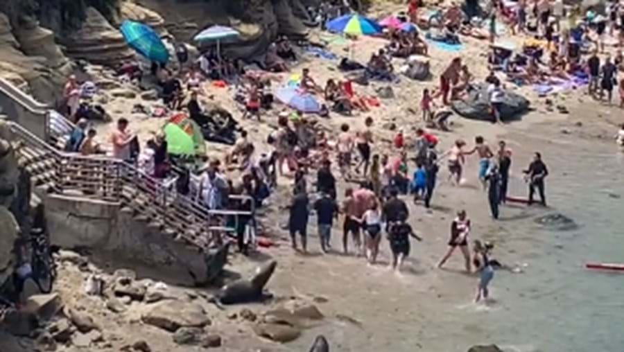 Leões-marinhos perseguem banhistas em praia da Califórnia