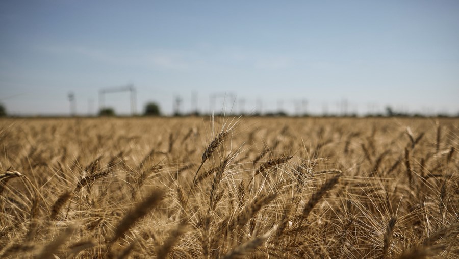 Campo de trigo na Ucrânia 
