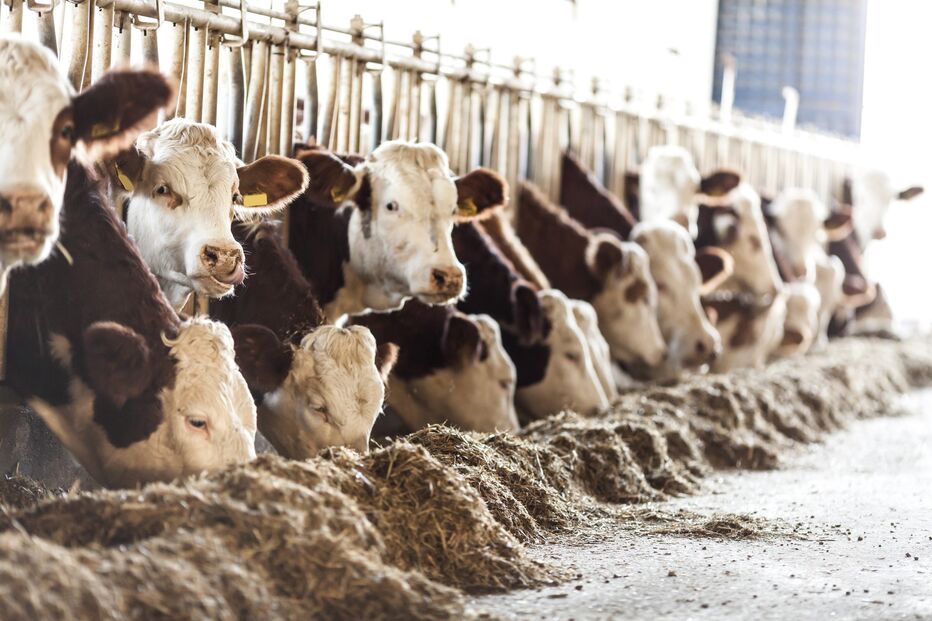 Vírus afeta bovinos