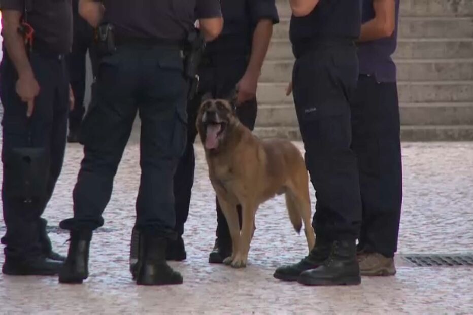 Cães farejam 292 mil euros em viatura nos Açores