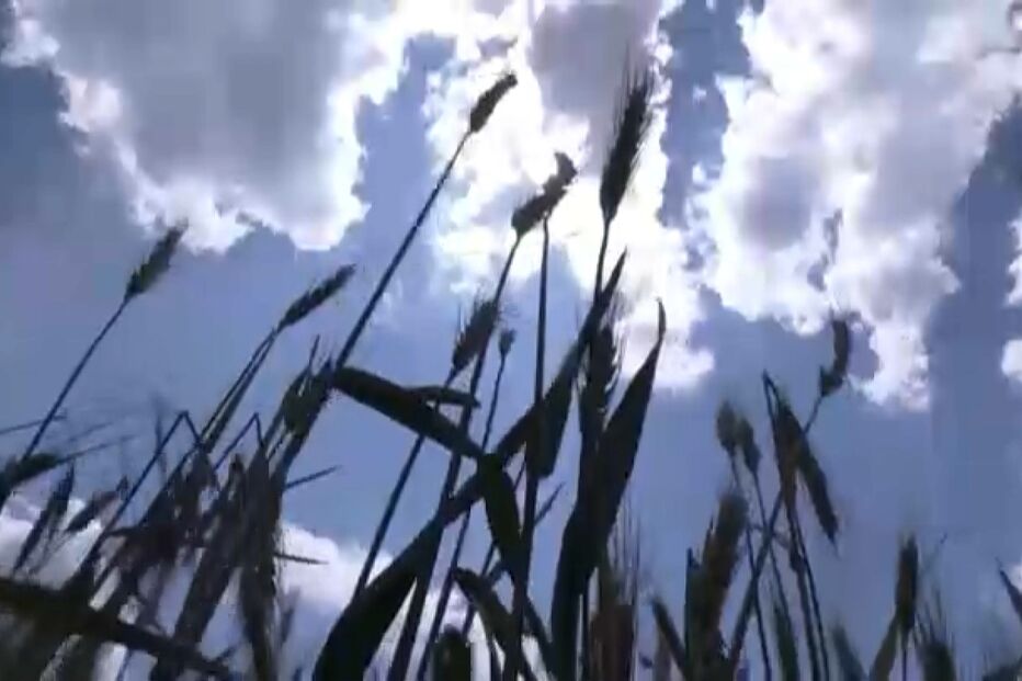 Exportações de cereais, ucrânia