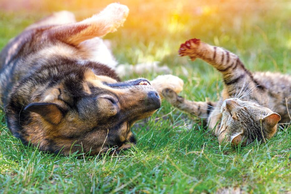 2022-07-11_17_16_06 GettyImages-1250394360.jpg