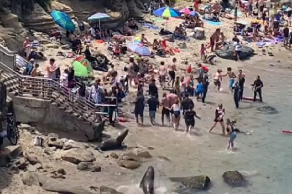 Leões-marinhos perseguem banhistas em praia da Califórnia