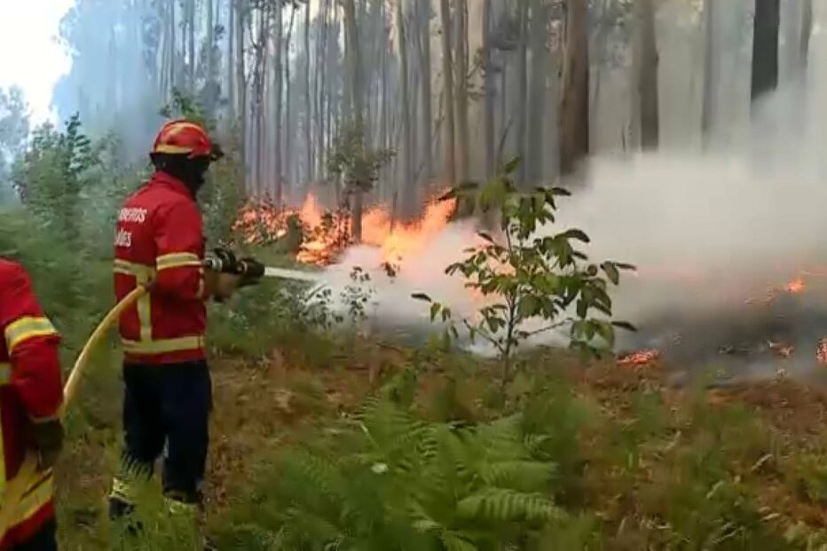 Fogo em oliveira de Azeméis