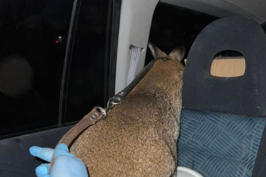 Resgatados dois cangurus das chamas em Palmela