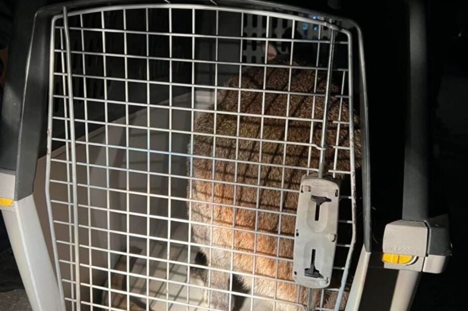 Resgatados dois cangurus das chamas em Palmela