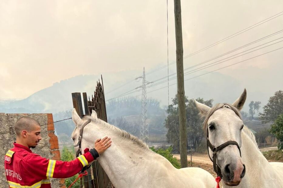 Resgatados cavalos das chamas em Palmela	