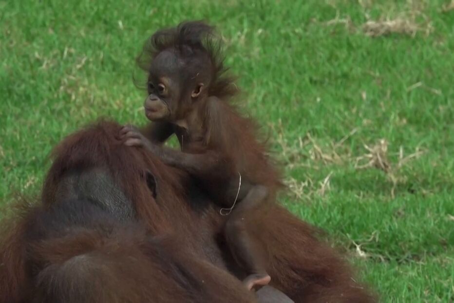 Orangotangos bebés são a nova sensação do zoo de Guadalajara