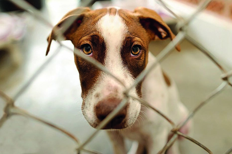 cão, abandono