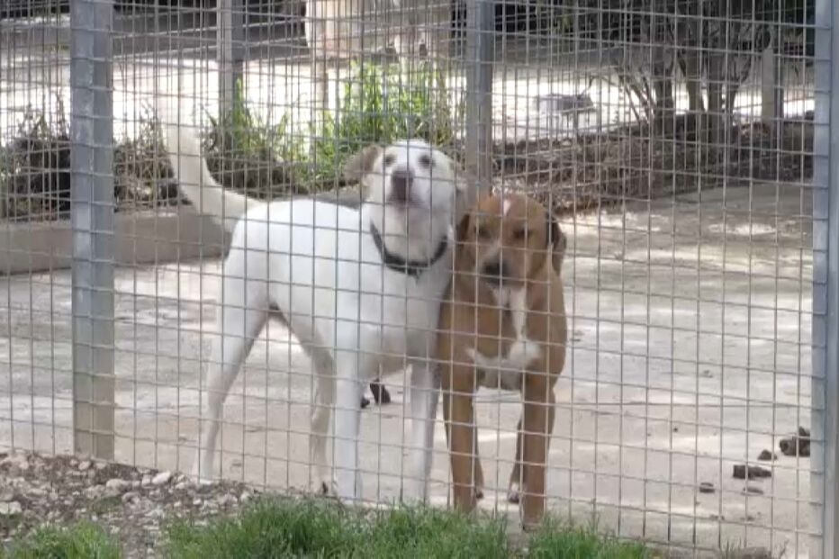 Abandonados em média 119 animais por dia em Portugal