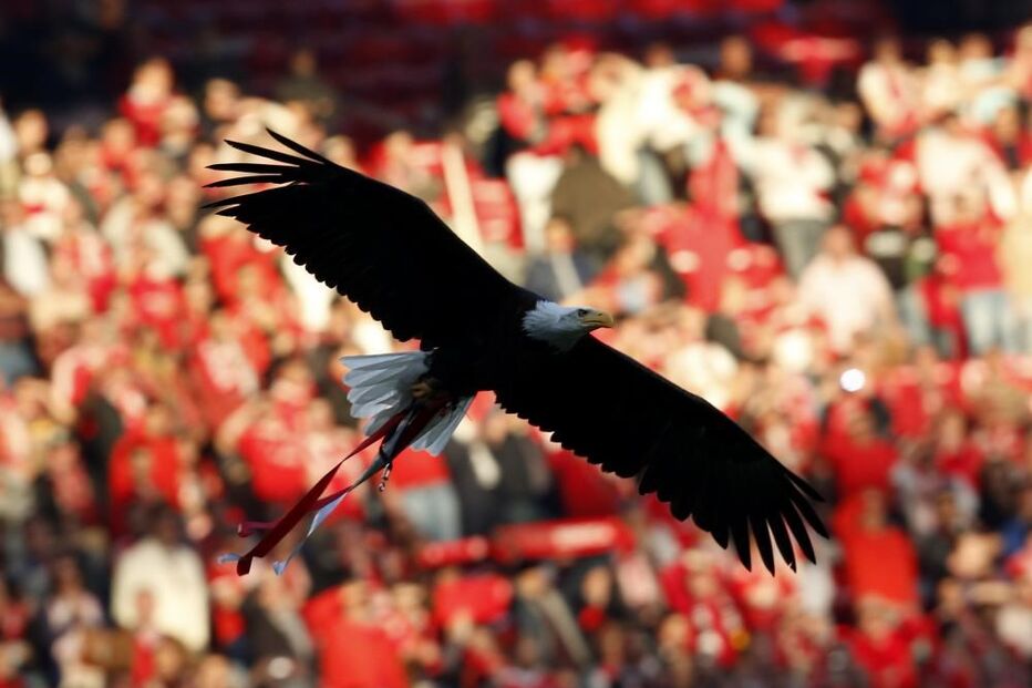 Águias voam no Estádio da Luz antes dos jogos do Benfica 