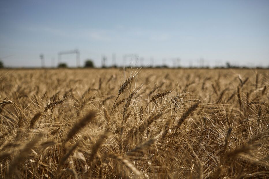 Campo de trigo na Ucrânia 