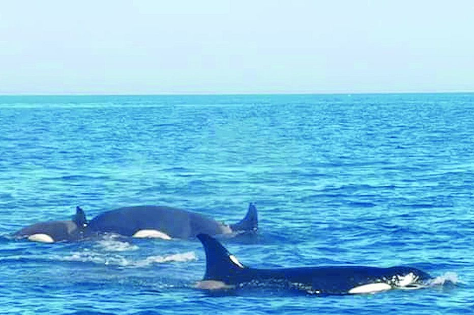 Orcas