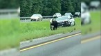 Polícia persegue vaca no meio de separador de autoestrada nos EUA