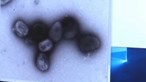 Agência Europeia de Medicamentos anuncia medicamento antivírico contra a varíola dos macacos