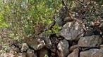Encontrada mala com ossadas no interior em zona de mato em Almancil