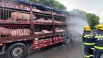 Porcos sofrem insolação durante onda de calor na China e são ajudados pelos bombeiros