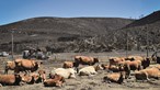 Pastores enfrentam fogo na serra da Estrela para salvar gado 